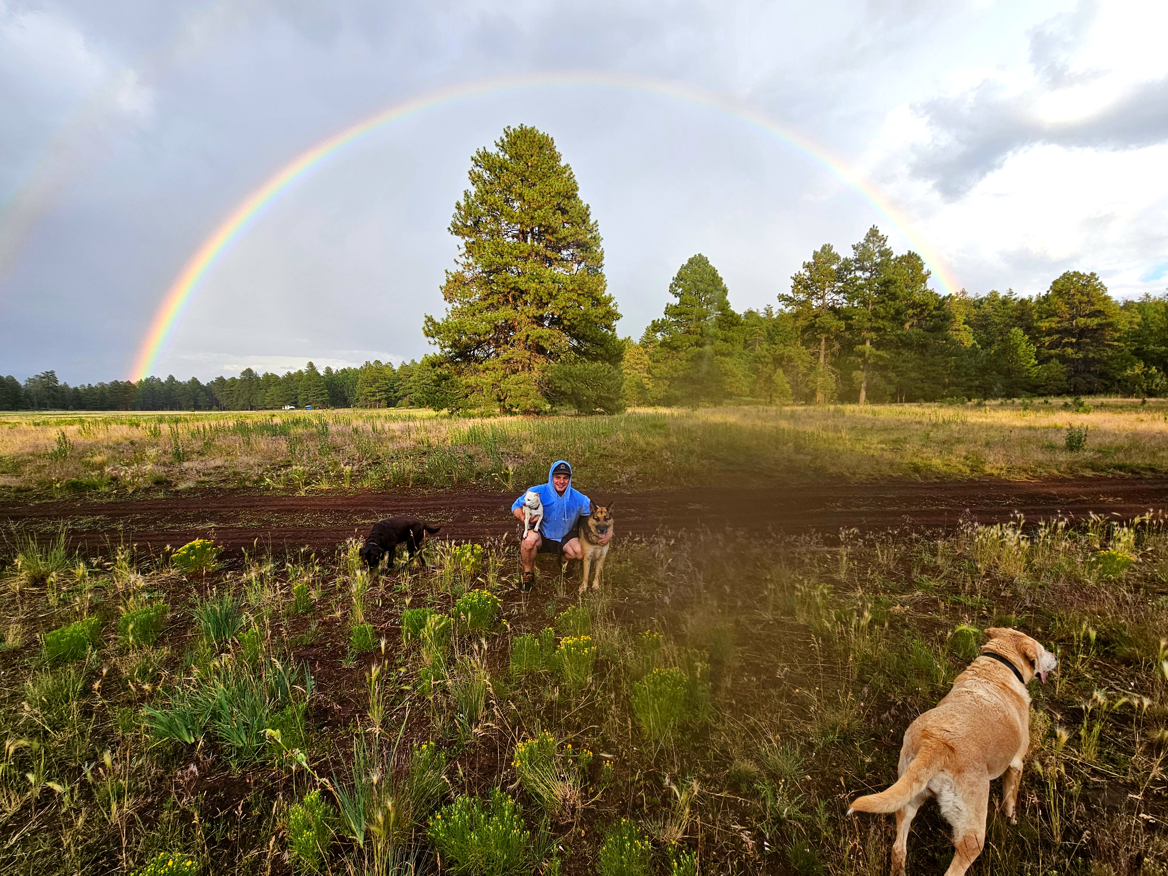 Dogs under a full rainbow